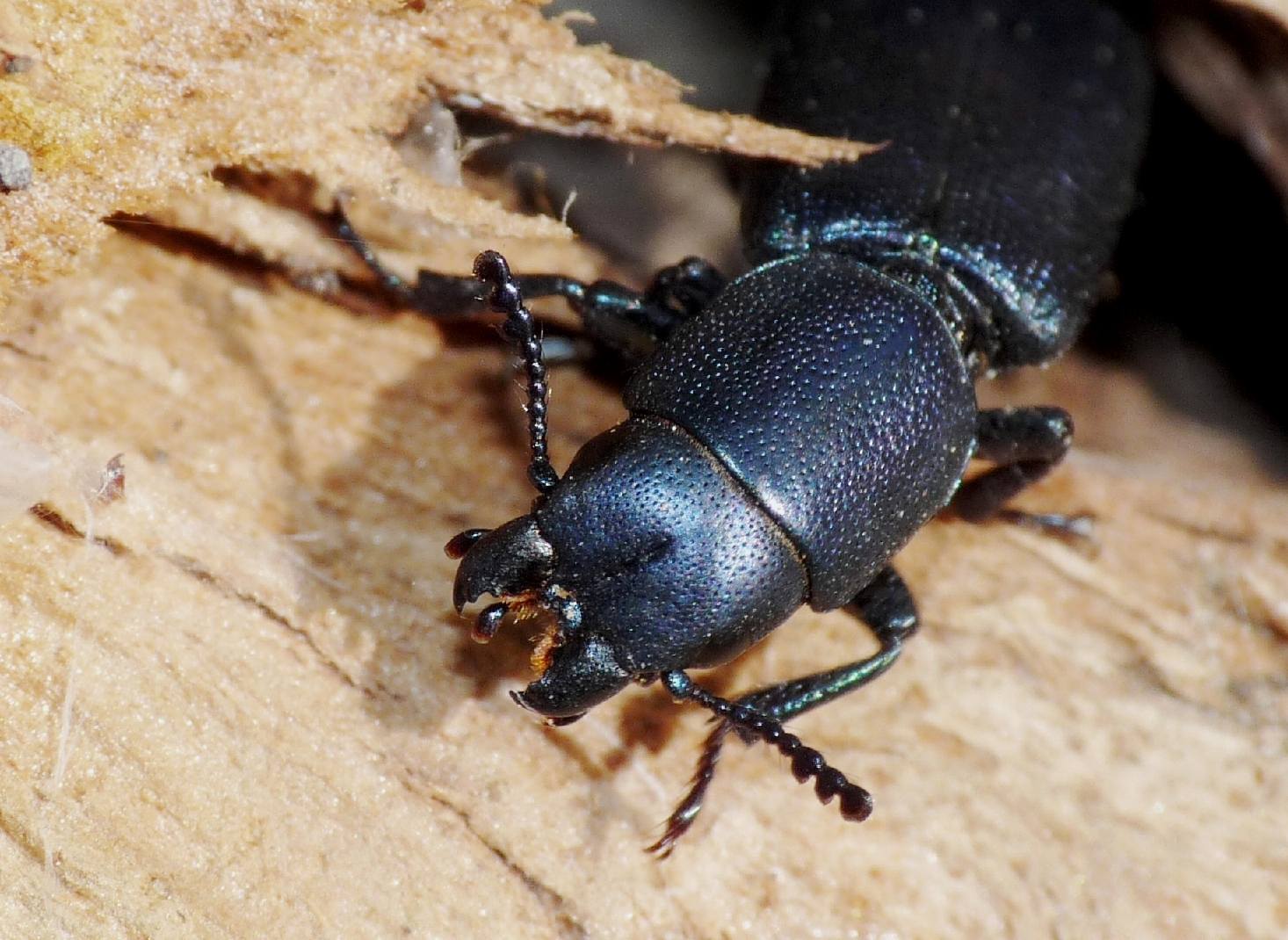 Temnochila caerulea